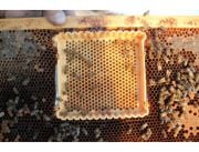 Profesyonel Ana Arı ve Süt  Üretim Seti