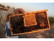 Profesyonel Ana Arı ve Süt  Üretim Seti